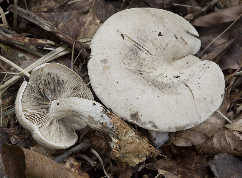 Lyophyllum leucophaeatum